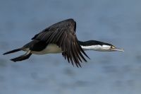 Kormoran pestry - Phalacrocorax varius - Pied Shag - karuhiruhi 4331